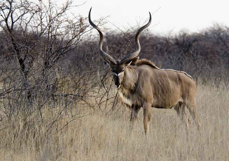 202 - Namibia - antilope Kudu - parque nacional de Etosha